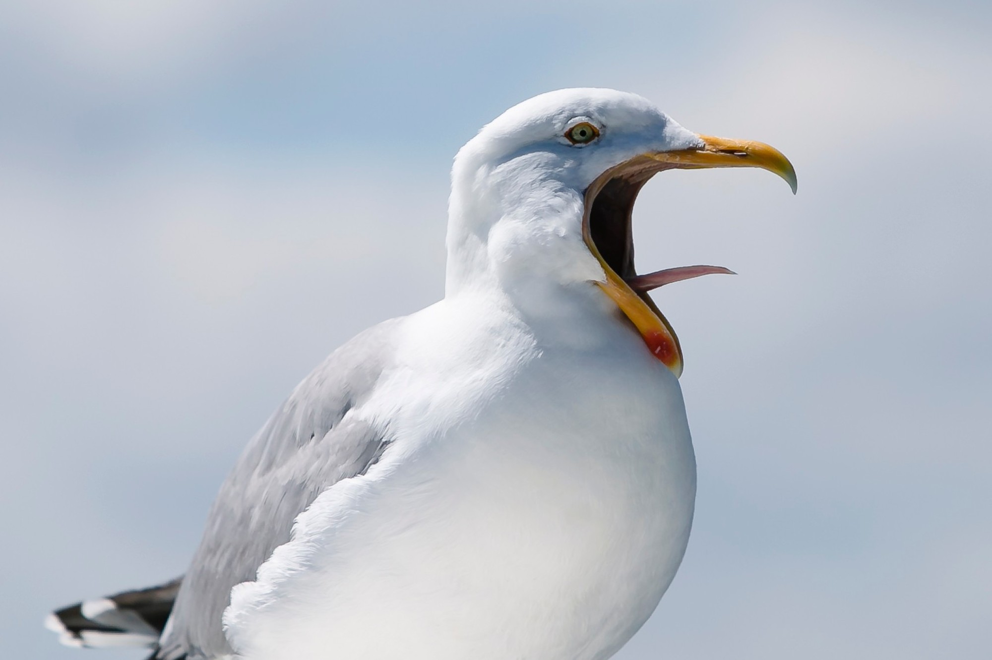 Dunkerque 2026 : L’ultime championne du cri de la mouette brille après quinze jours d’entraînements en solitude