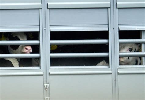 Calais en proie à des perturbations : Les ONG condamnent le transport inhumain de veaux non sevrés